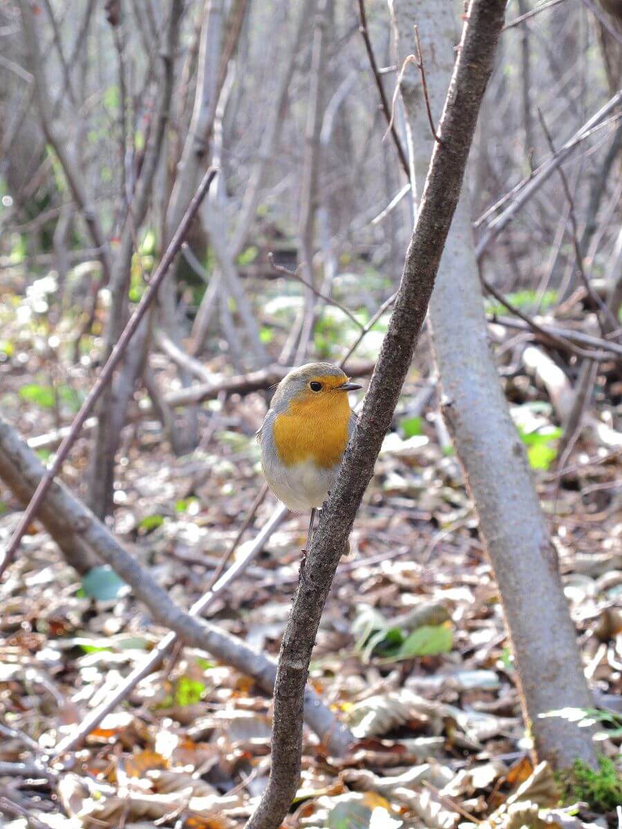 Taščica (Erithacus rubecula)