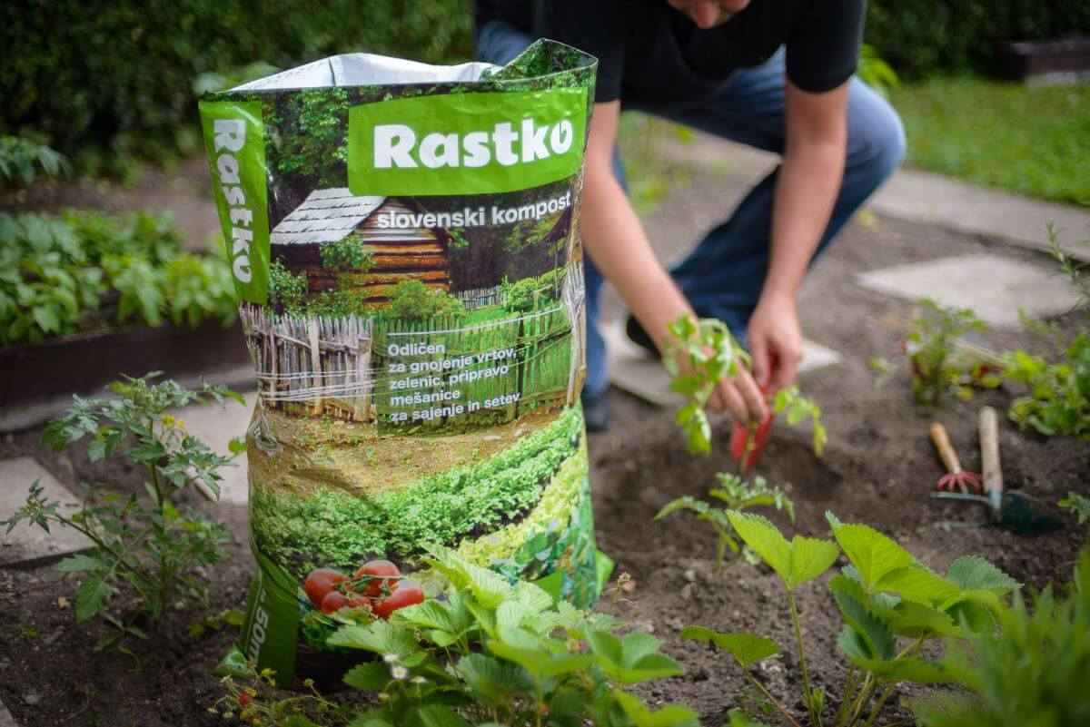 Odprta 50-litrska vreča komposta Rastko, ki ga moški uporablja za sajenje sadik na vrtu.